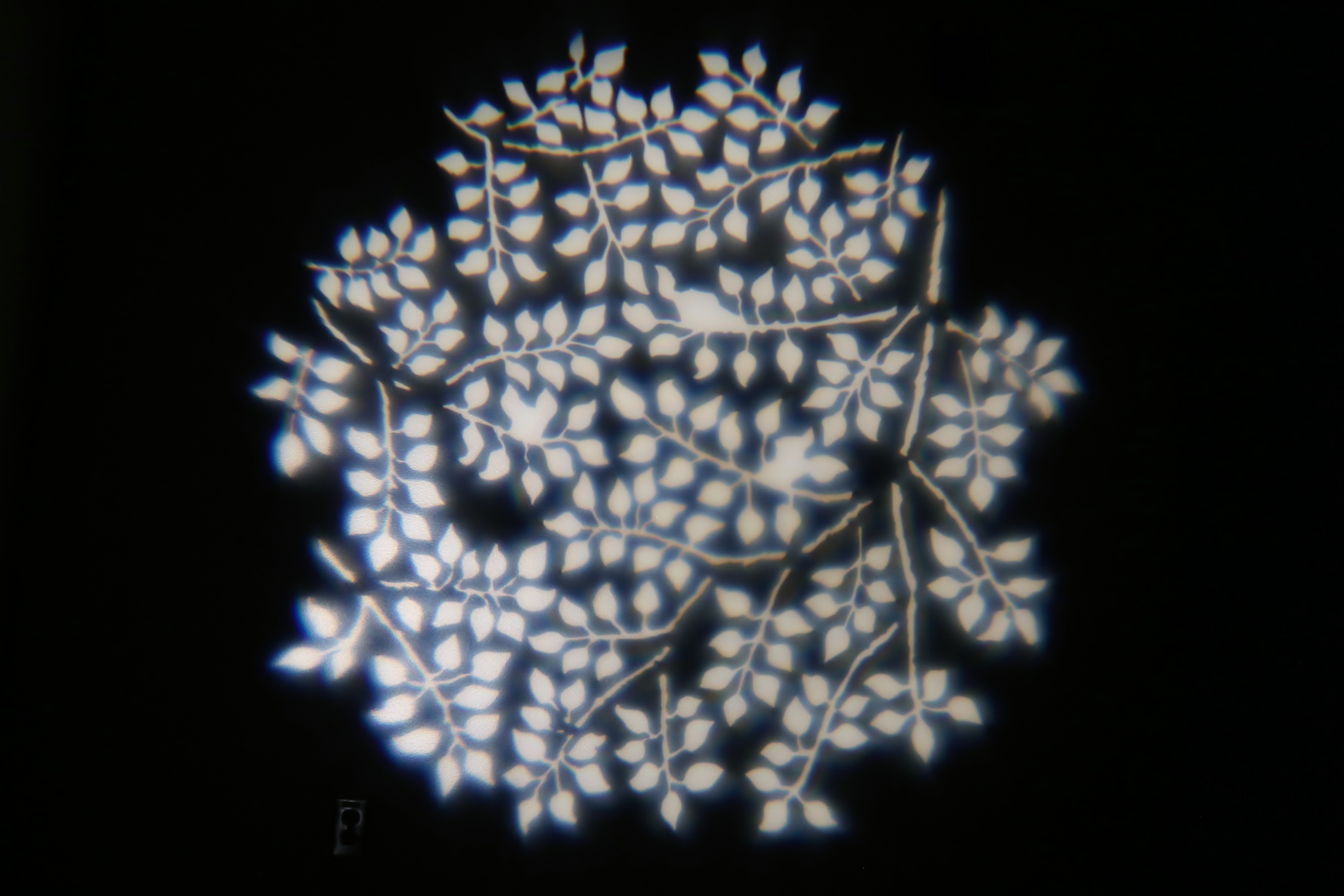 Nature - Vines 1